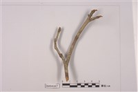 藏品(文字衣屬)的圖片